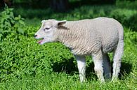 Blatend lam roept naar schaap in wei van Ben Schonewille thumbnail