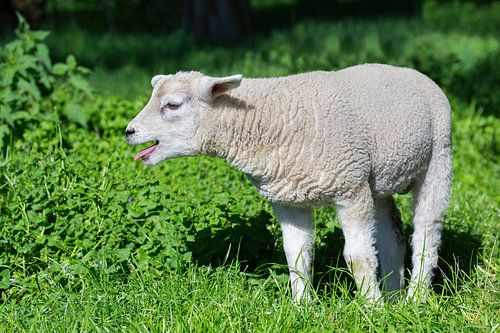 Blatend lam roept naar schaap in wei