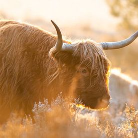Schottische Hochlandbewohner bei kaltem Sonnenaufgang von Jeffrey Hol