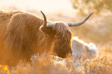 Schottische Hochlandbewohner bei kaltem Sonnenaufgang