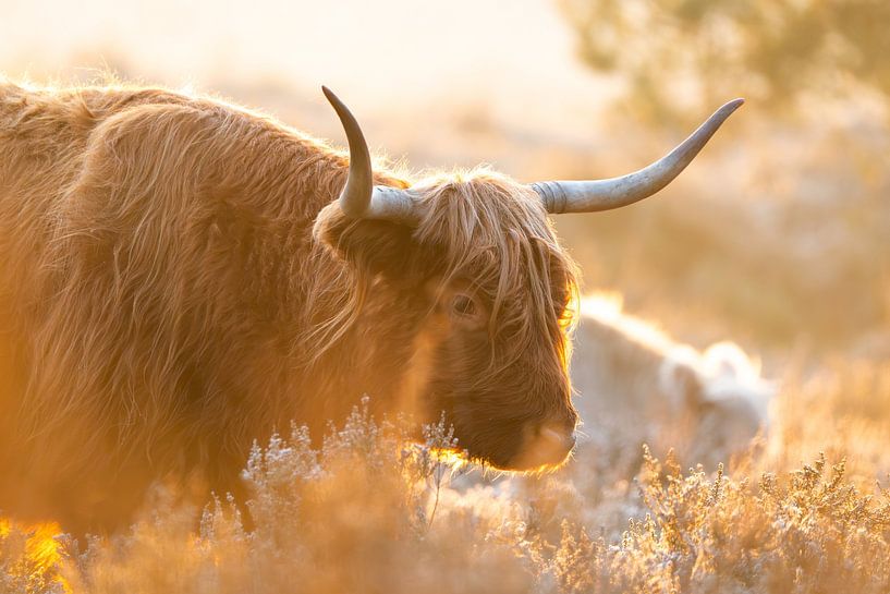 Schotse hooglanders in koude zonsopkomst van Jeffrey Hol