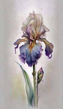 De Bebaarde Iris van Claudia Rotermund