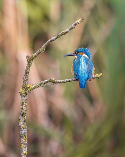 Het IJsselvogeltje wachtend op een visje