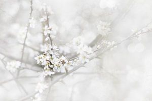 Lente bloesem