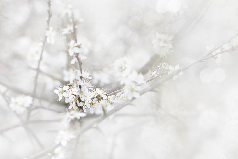 Lente bloesem von Ingrid Van Damme fotografie