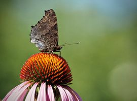 Vlinder by Dick Besse