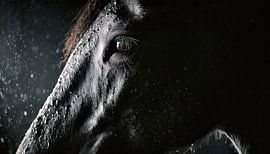 Paard in de regen met regendruppels