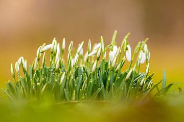 Snowdrop flowers bring early spring by Kim Willems