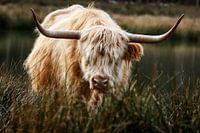 Schotse Hooglander
