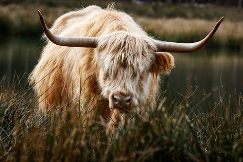 Schottischer Highlander