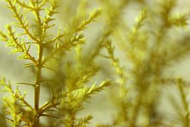 Nahaufnahme von frischen grünen Zweigen im Frühling