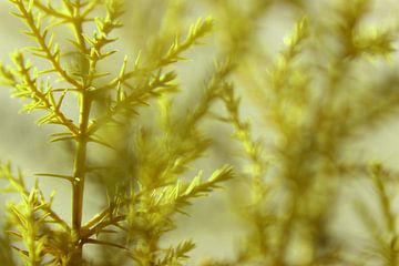 Close-up van verse groene takjes in de lente