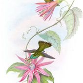 John Gould