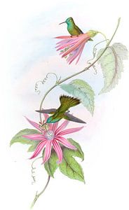 Smaragd mit Brilliant, John Gould von Hummingbirds
