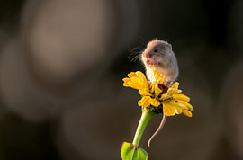 Petite souris sur Fotografie Denise