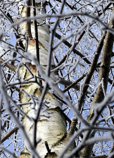 Zilverberk in de winter von Corry Husada-Ghesquiere