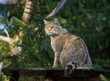 wilde kat