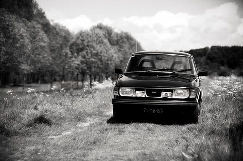Saab 99, oud beestje tussen het fluitenkruid