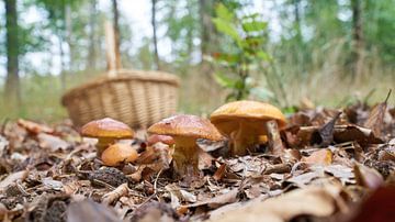 successful mushroom hunting by Heiko Kueverling