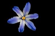 blueflower von Eelke Cooiman Miniaturansicht