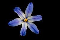 Blauwe bloem