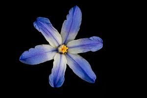 blueflower von Eelke Cooiman