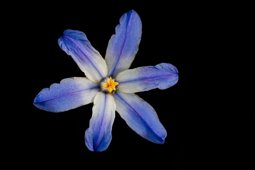 Blauwe bloem van Eelke Cooiman