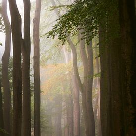 Mist in het Speulderbos van Jenco van Zalk