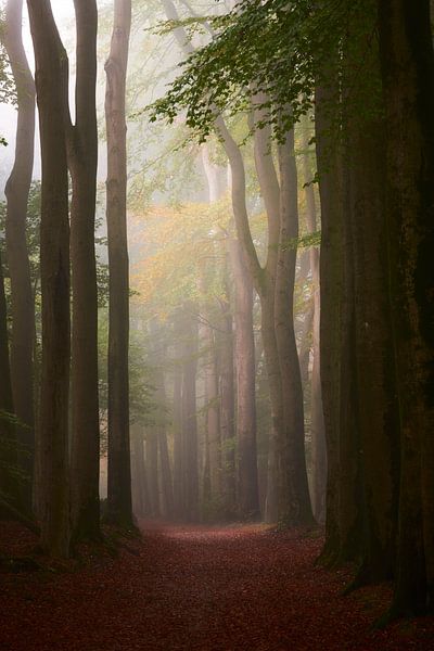 Fog in the Speulder forest by Jenco van Zalk