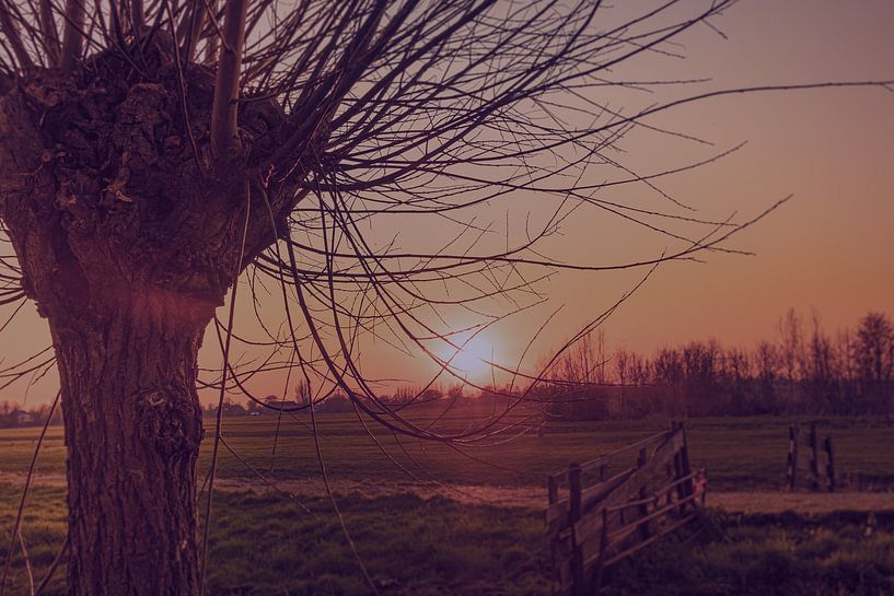 Polderlandschaft in goldener Stunde von Lima Fotografie