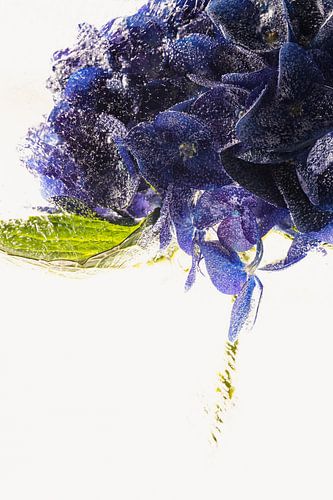 Hortensias dans la glace 2