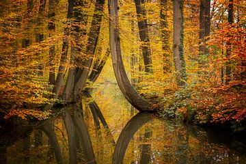 Die krummen Bäume bei der kleinen Brücke von Truus Nijland