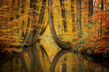 Les arbres tordus près du petit pont sur Truus Nijland