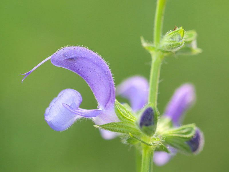 Veldsalie by LTDphoto