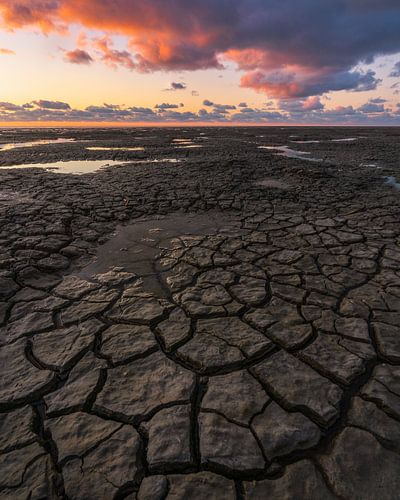 Sécheresse sur les vasières (fissures dans la boue)