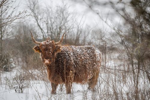 Schotse hooglander in de sneeuw