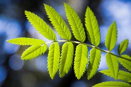 Sunny leaf by Esther's Photos