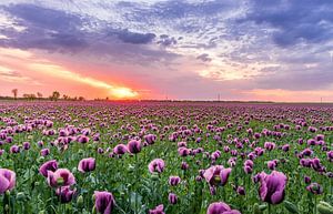 Field of flowers in the Netherlands I by MADK