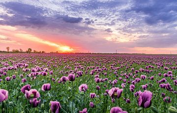 Bloemenveld in Nederland I van MADK