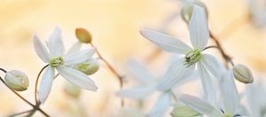 Weiße Blüten Clematis armandii