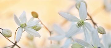 Witte bloemen Clematis armandii van Corinne Welp