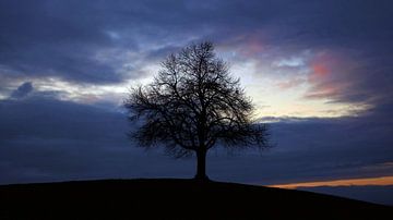 Tree At Dusk