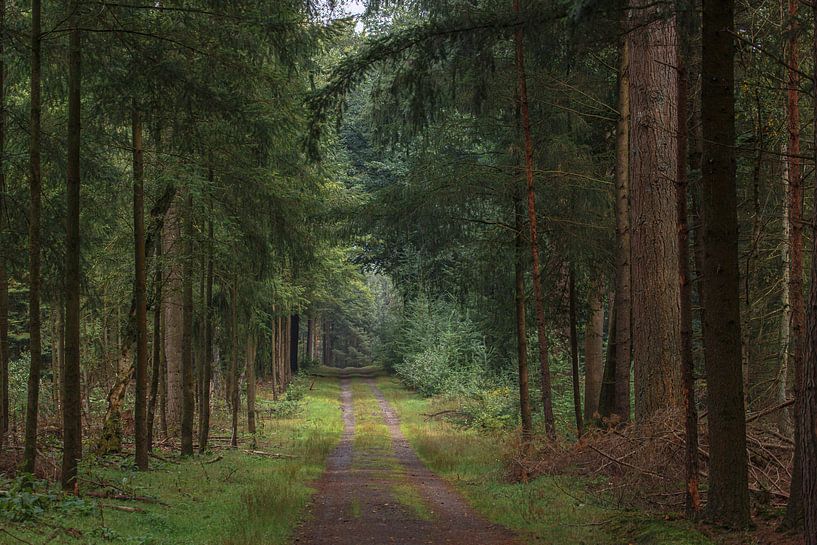 Der Waldweg im Sommer von Eric Wander