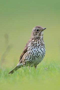 Song Thrush ( Turdus philomelos ) in its breeding dress