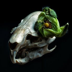 Musk rat skull with green flower by Marian Korte