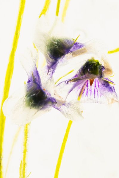 Australian violet in ice 3 by Marc Heiligenstein