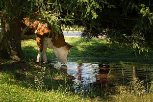 Trinkende Kuh auf einer Wiese