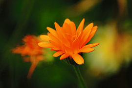 Fleur de souci sur Janina S.