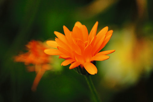 Marigold flower