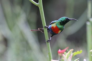 Feeënhoningzuiger bij Lake Baringo, Kenia